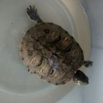 La nueva tortuga de Añisclo. ¡Cómo mola!